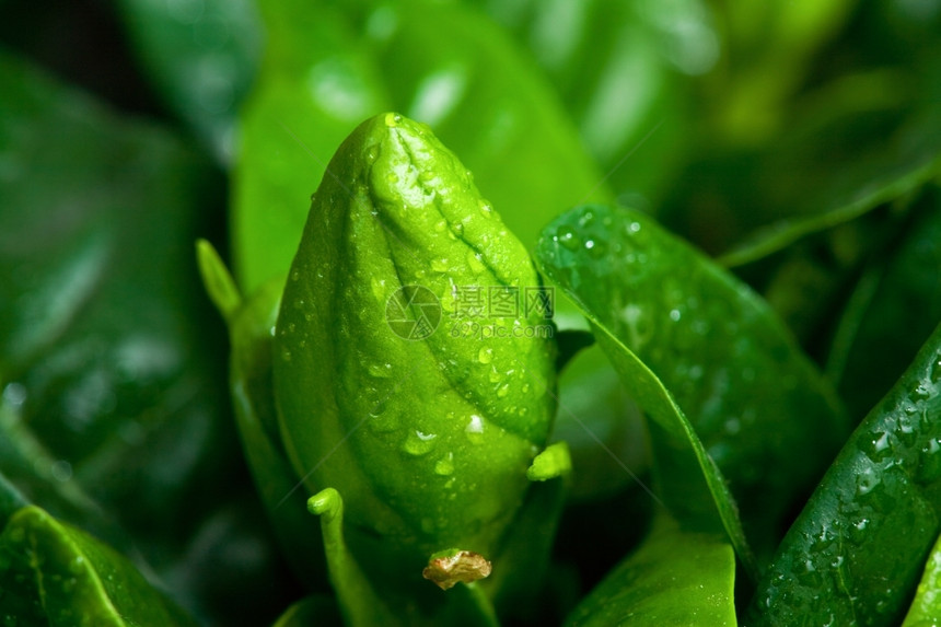 绿色纯度热带栀子花芽与雨滴宏观图片