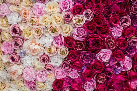 粉彩情人节的美丽背景玫瑰花朵春天墙图片