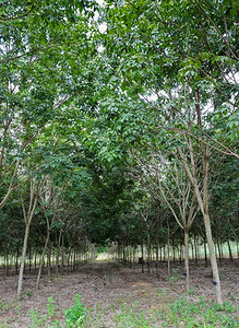 自然乡村的森林泰国橡胶植树种园图片