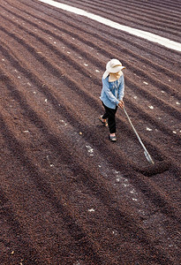 农民晾晒咖啡豆图片