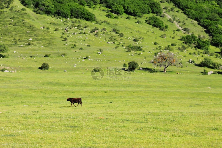 孤单的母牛在夏青草地上吃棕色的爬坡道自然图片
