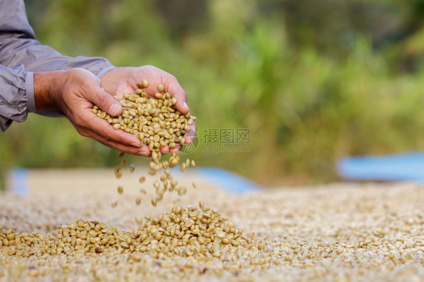 咖啡场种植园在阳光下烘干豆子生长行业收成图片