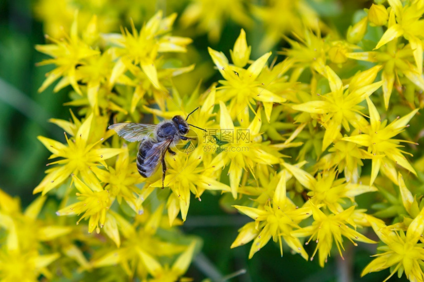 花蜜一种自然蜂在朵黄色的花上图片