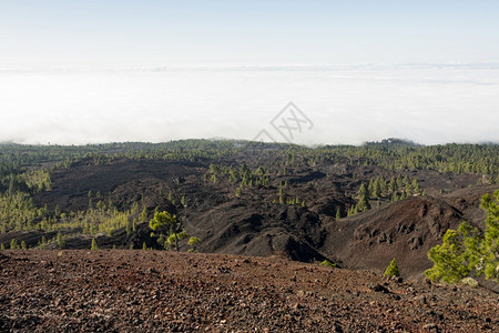 冒险发现森林变化的火山土壤和高的图片