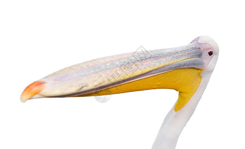 喙热带剪下在白动物鸟身上被孤立的大块有趣白色鱼肖像与大嘴贝里坎BigbeakPelican相隔离的大一只水鸟在白色大美丽的小鹅肖背景图片