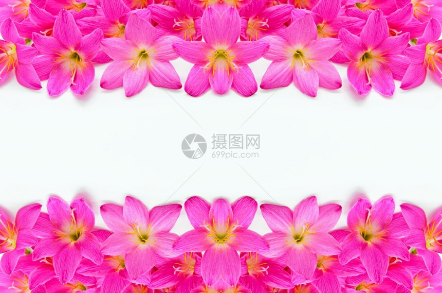 百合盛开西风草粉红色ZephyranthesLilyRainLilyFairyLily小的花朵白种背景被孤立图片