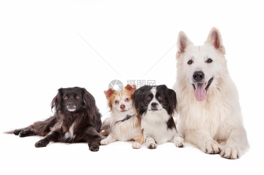 笨蛋哺乳动物白色牧羊人和树木混合品种狗在白色背景面前的混合品种狗正面图片