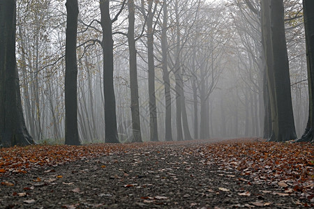 景观荷兰瓦塞纳尔Horsten的雾中树丛荷兰瓦塞纳尔休息安详图片
