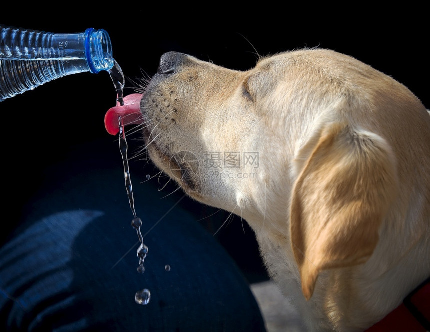 耳朵嘴头发拉布多采集器从瓶子中饲养狗饮用水图片