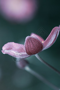 目的芽杂交种自然背景上粉红色日本海葵的特写自然背景上粉红色海葵的特写图片