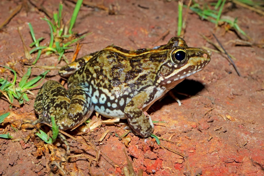 腿坐着生态位于南非自然栖息地的角河青蛙Amietiafuscigula图片