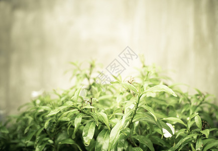 植物园艺绿叶树和混凝土墙上小白花的青叶优质图片