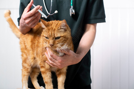 剂量侵染用于控制滴答和易燃感染的食用猫类治疗水平的图片