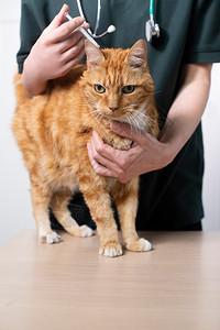 药物人们用于控制滴答和易燃感染的食用猫类治疗侵扰图片