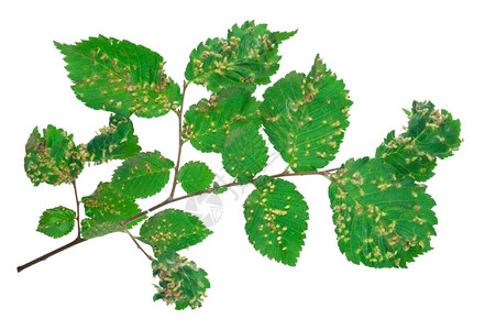致病的植物学利姆钉子胆土里叶瘿背景图片