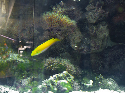 热带黄异国鱼在海底下游移动绿色水族馆图片