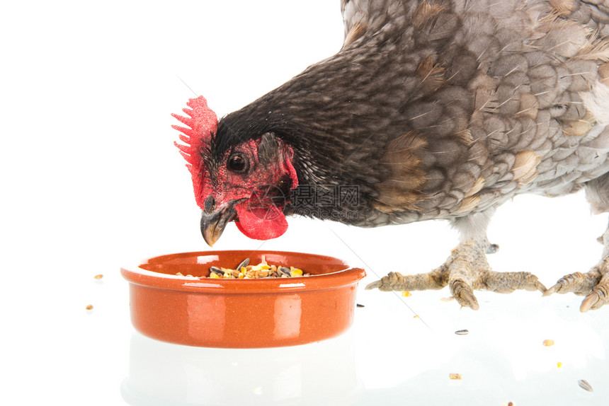 单身的常设食用白本孤立于面的灰鸡一顿饭图片