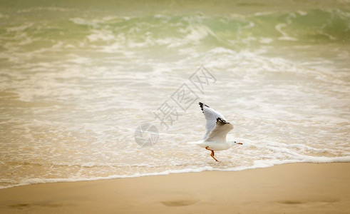 野生动物海鸥在澳洲滩的水域玩弄鸥鸟夏天图片