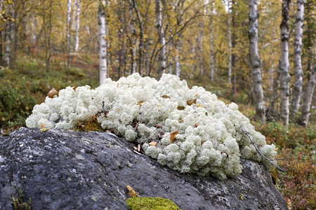 森林苔原纯度苔原针叶林在自然条件下的驯鹿用地在自然条件下背景