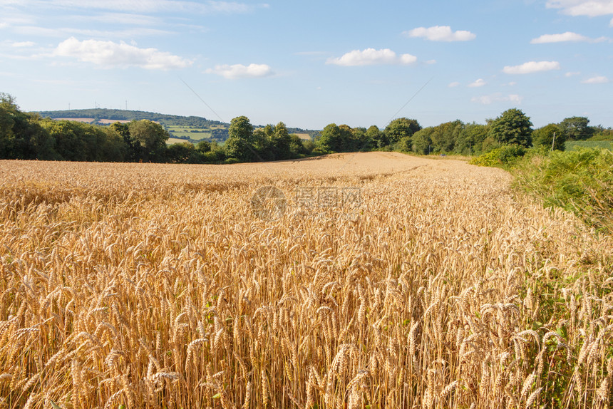 自然大麦田准备在布列塔尼收获燕麦准备好图片
