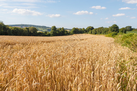 自然大麦田准备在布列塔尼收获燕麦准备好背景图片