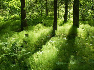 仙女瑞典森林阳光中的和阴影在草林中寒冷的摇摆不定森林储存不足原始背景