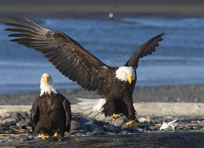 阿拉斯加州维秃鹰用翅膀伸展的接近原木美国图片