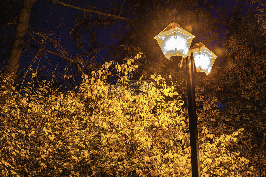 美丽的俄罗斯黄秋叶在宁静的夜晚一条街灯的亮光下图片
