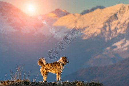 孤单在山里的狗美丽日落色彩中晴天草地夏图片