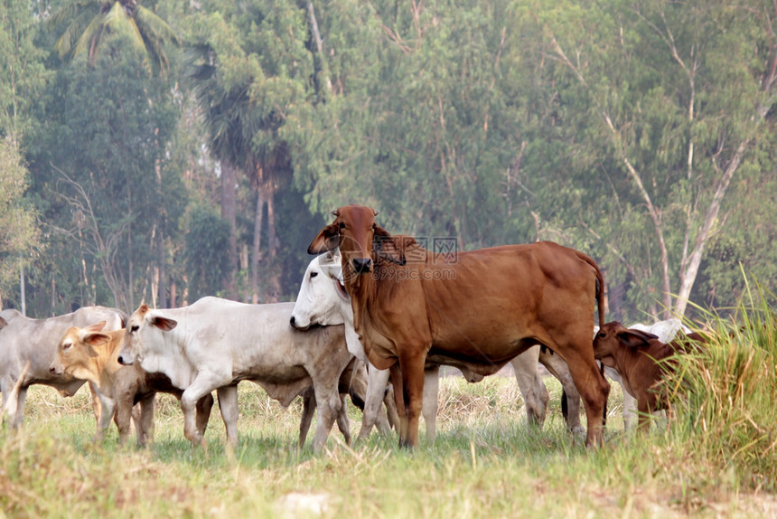 牧场肉亚洲奶牛在绿色草地上放牧奶牛在绿色草地上放牧笼图片