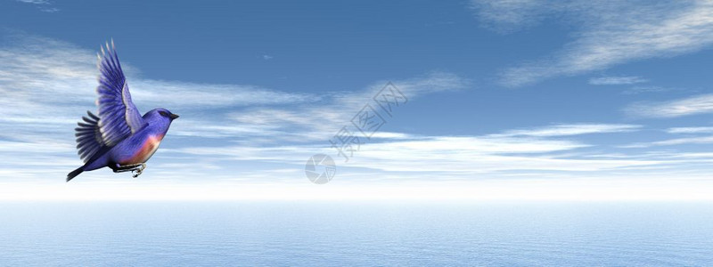 蓝雀鸟在云天飞图片