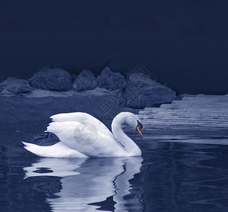 湖中的天鹅图片