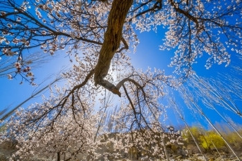 粉色的杏花树图片