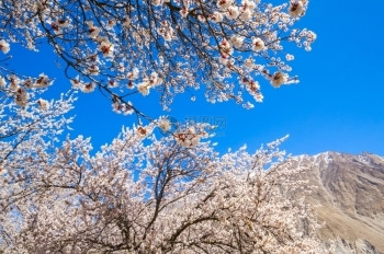 粉色的杏花树图片