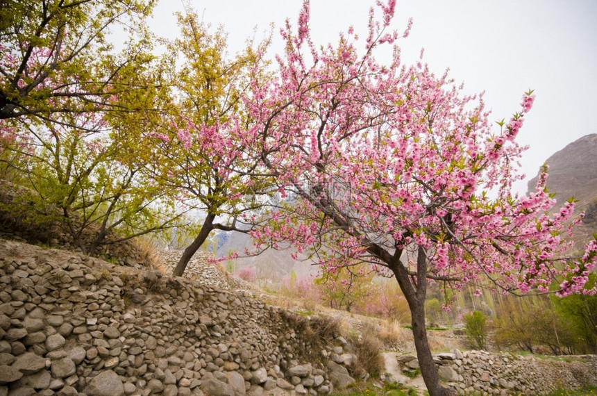 粉色的杏花树图片