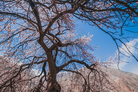 粉色的杏花树背景图片