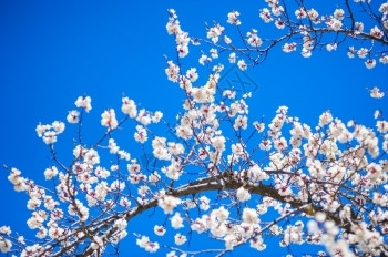 粉色的杏花树背景图片