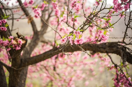 粉色的杏花树图片