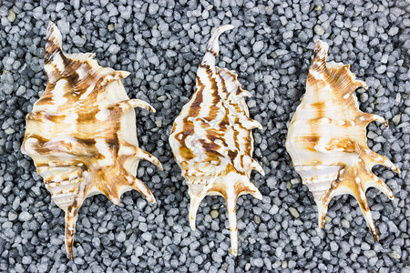 白色的材料以灰砾为背景的三枚海壳贝图片
