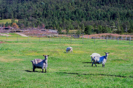 山羊高清素材挪威山羊农场背景hd挪威绵羊农场背景草甸文章环境背景