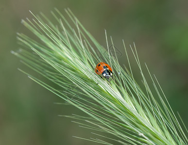 自然草地上的小虫子草地上的小虫子们场地绿色图片