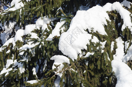 下雪的冬季森林中被雪覆盖的fir树枝条俄罗斯分支机构图片