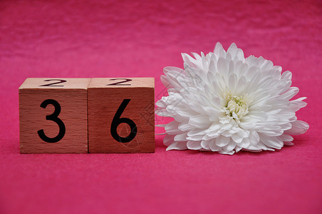 数学第36号粉红背景的白箭头三十六号紫苑开花图片