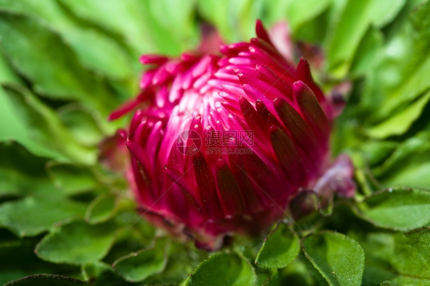 盛开的秋季菊花图片