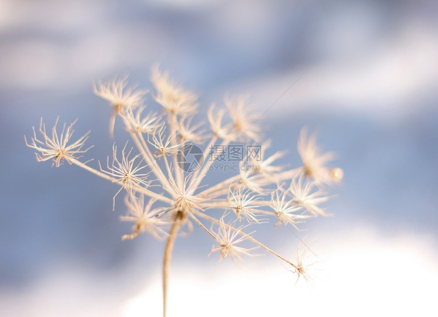 冬天寒冷的冰冻花朵季节背景冬天寒冷的冰冻花朵雪自然蓝色的图片