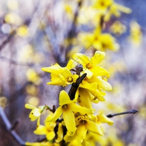 树丛中的黄色花朵方形图象叶子衬套美丽的图片
