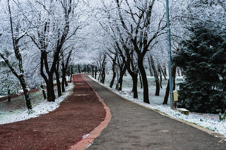 景观一片空洞道路的景象两边有树覆盖在雪中罗马尼亚树木图片