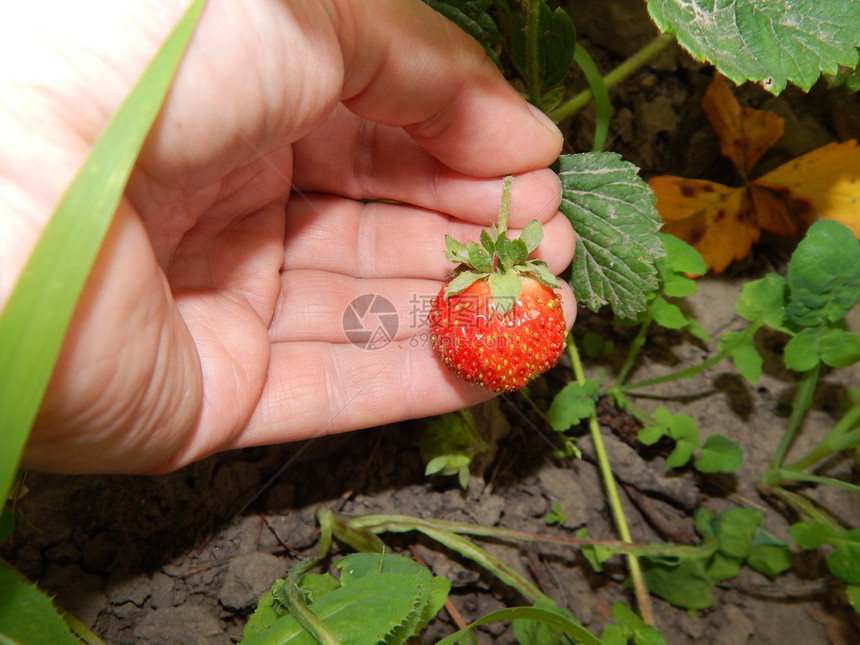 草莓园里的草莓图片