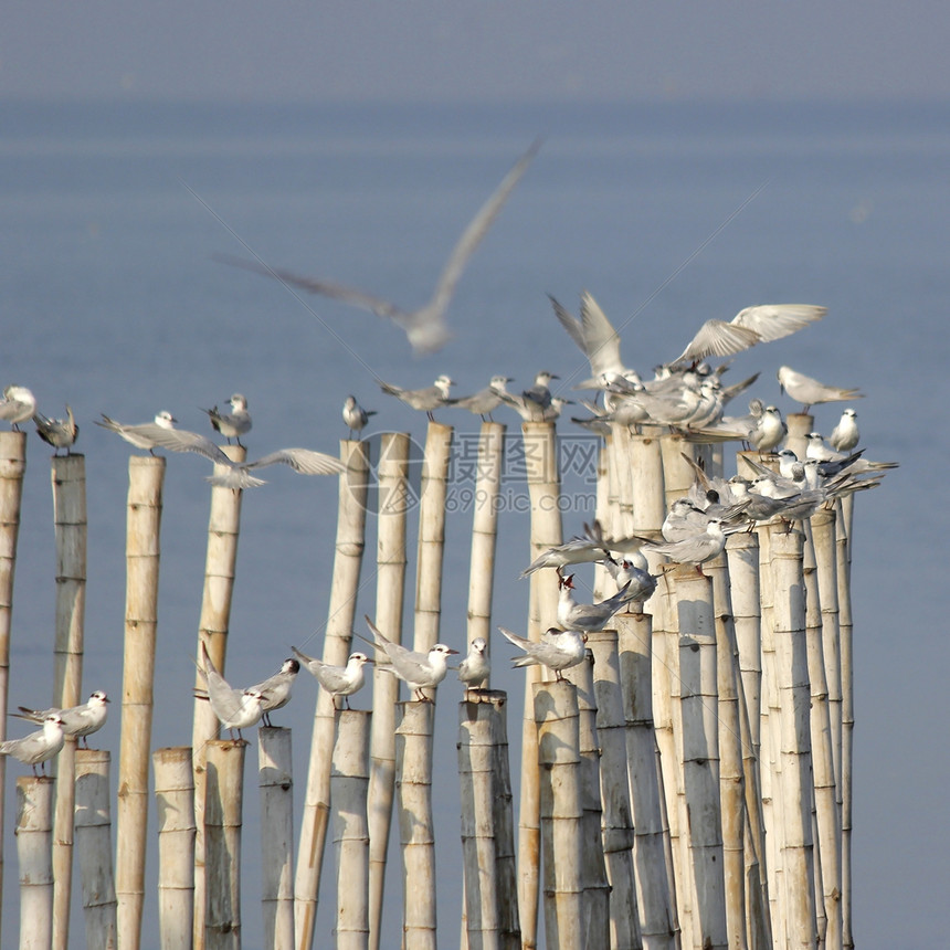 水竹上的海鸥图片