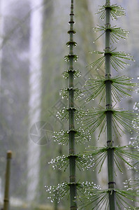 s尾夹在马尔斯夸巴针头上的水滴子木贼草本植物图片